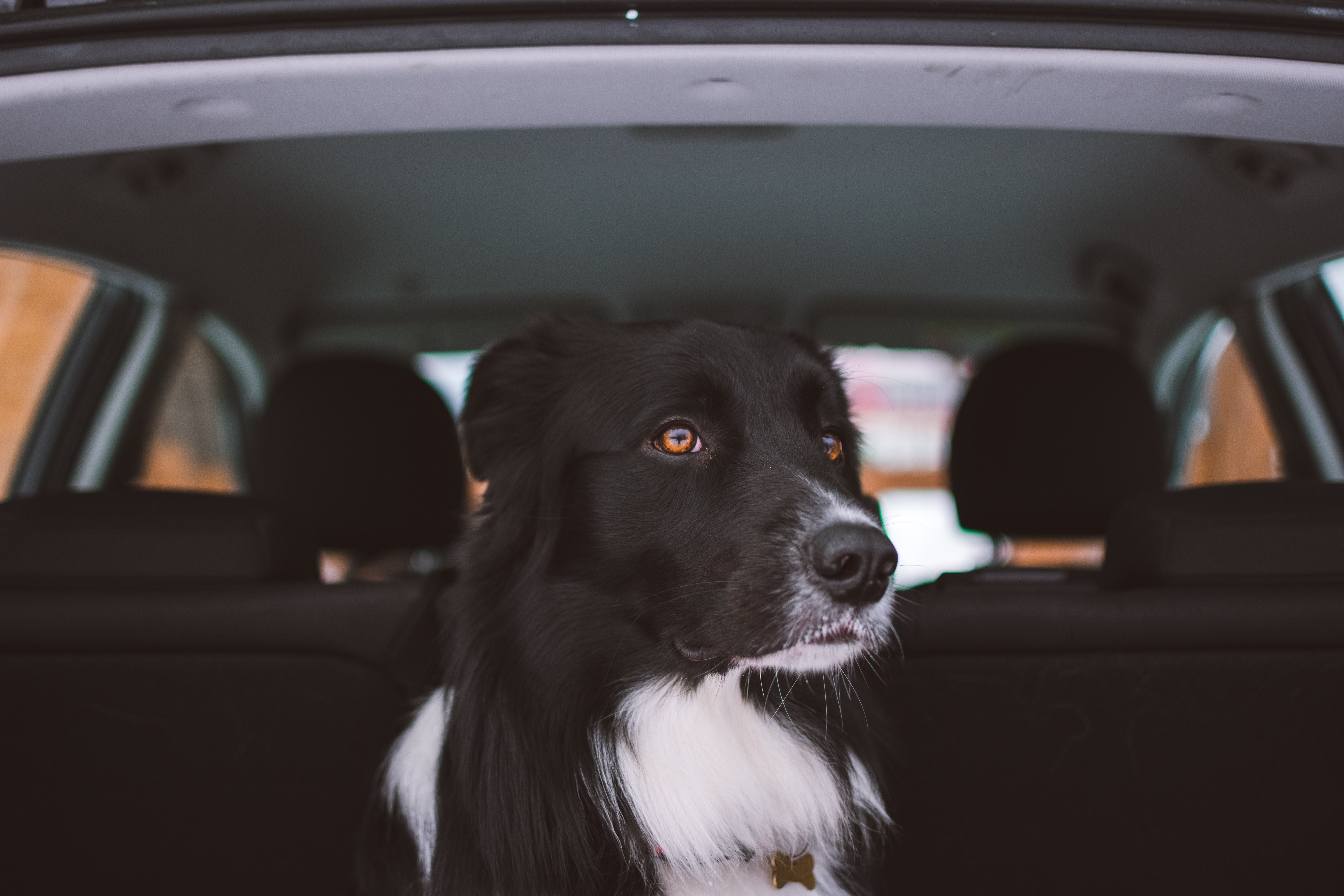 Black Dog Taking a Car Ride